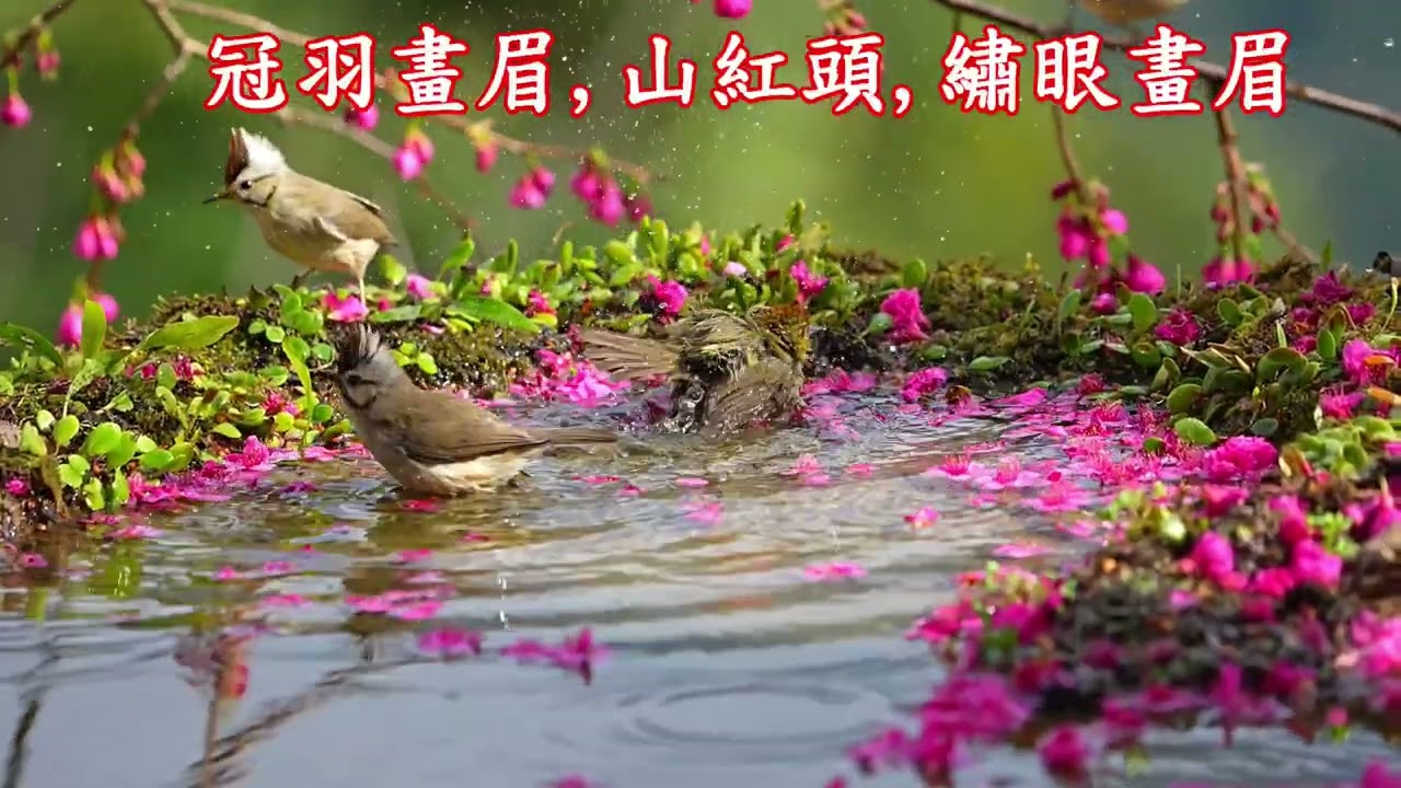 和解廣場群鳥洗澡
