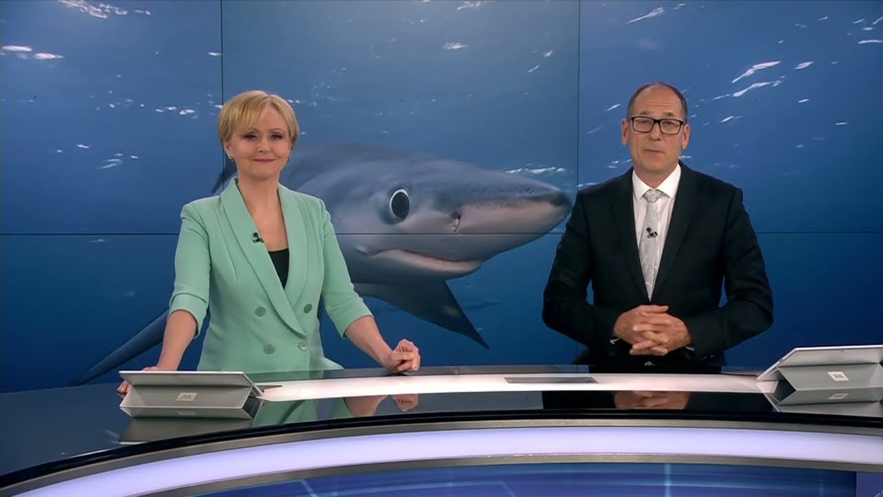 24UR | V Trža&scaron;kem zalivu opazili sinjega morskega psa | POP TV