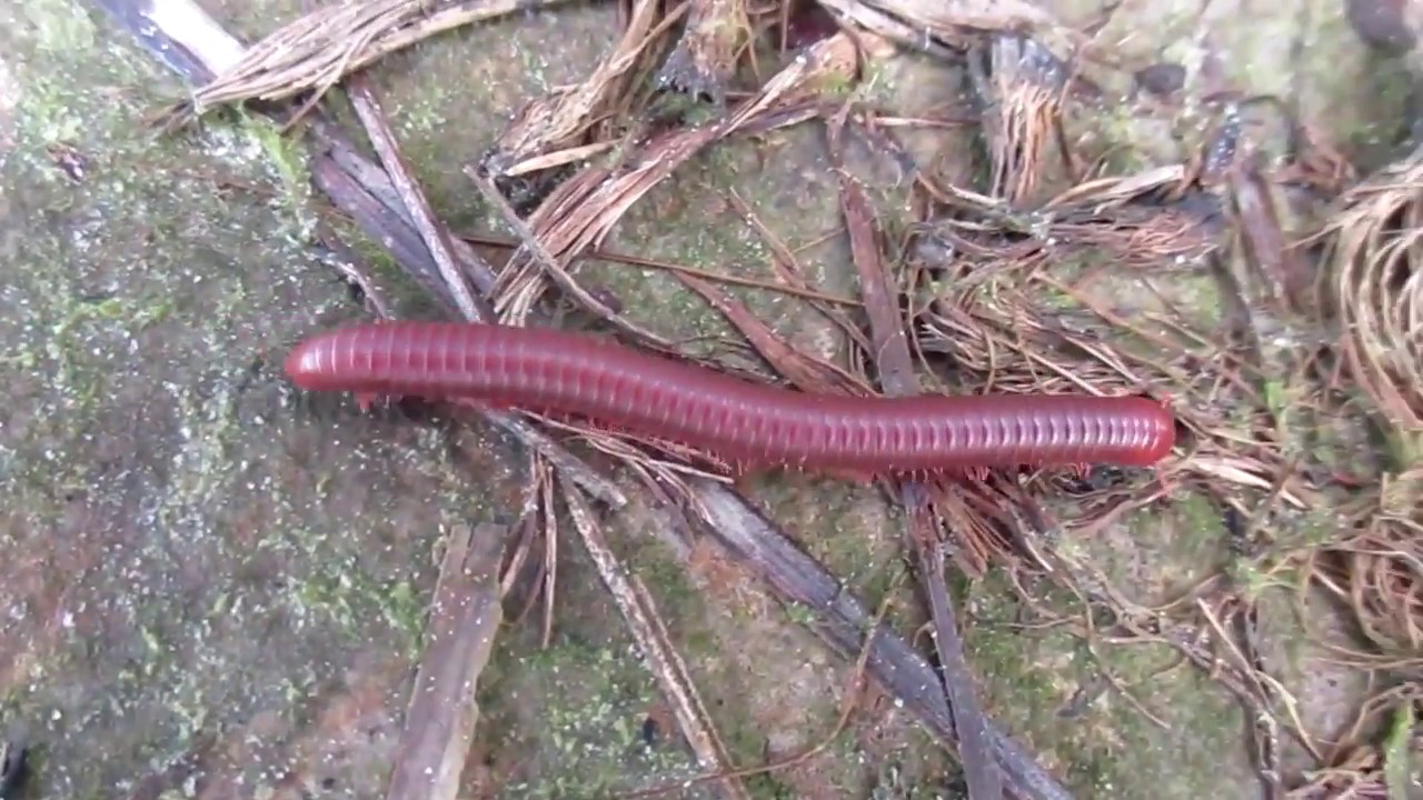 Giant Millipede Running Around Forest