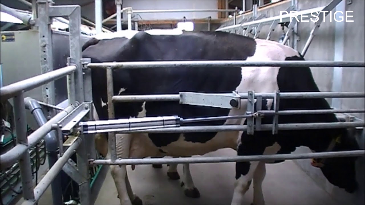 Prestige snelwissel melkstal koeien - Milking parlor Cows - Kuh melkstand - Van Dinther BV