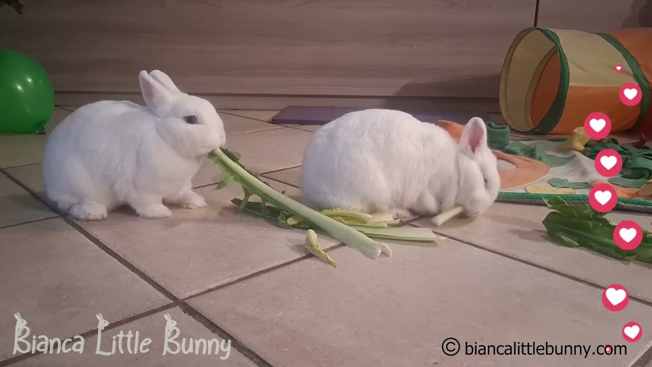 Due Conigliette Nane Fanno il Trenino per Mangiare 😂🐰 | Momento Buffo e Tenero