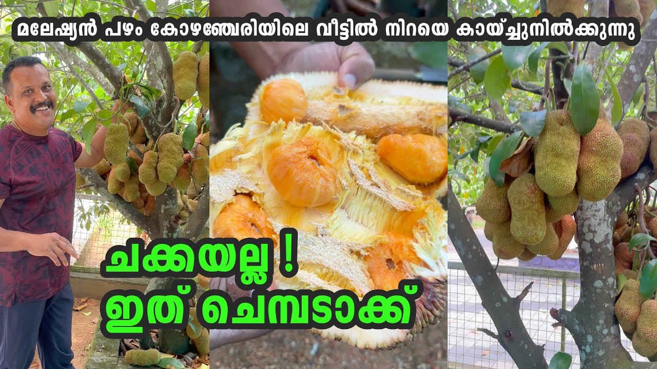 ചക്കയല്ല !! ഇവനാണ് ചെമ്പടാക്ക് , മലേഷ്യൻ പഴം കോഴഞ്ചേരിയിലെ ഈ വീട്ടിൽ  Cempedak fruit Malayalam