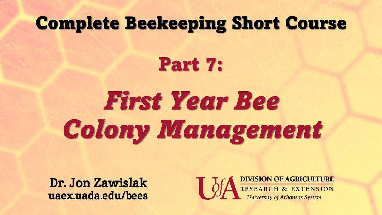 Part 7: First Year Bee Colony Management
