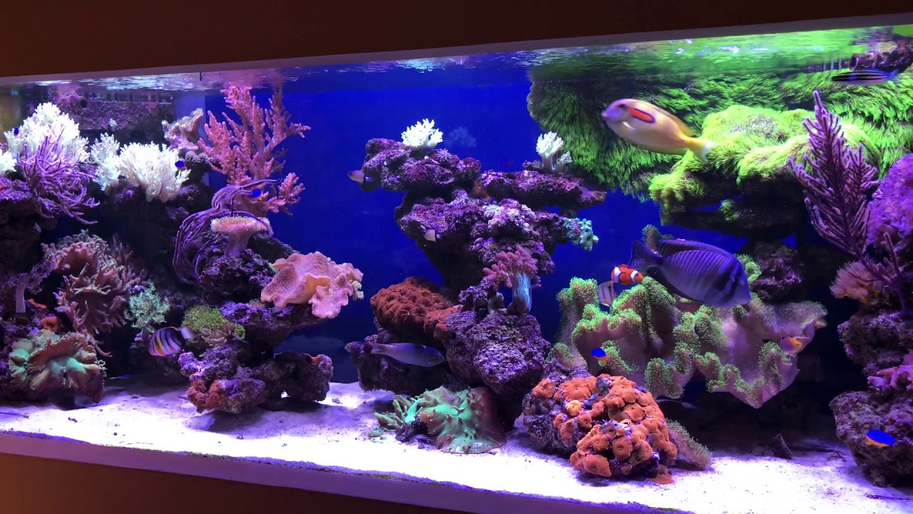 Soft Coral Tank Late 2019