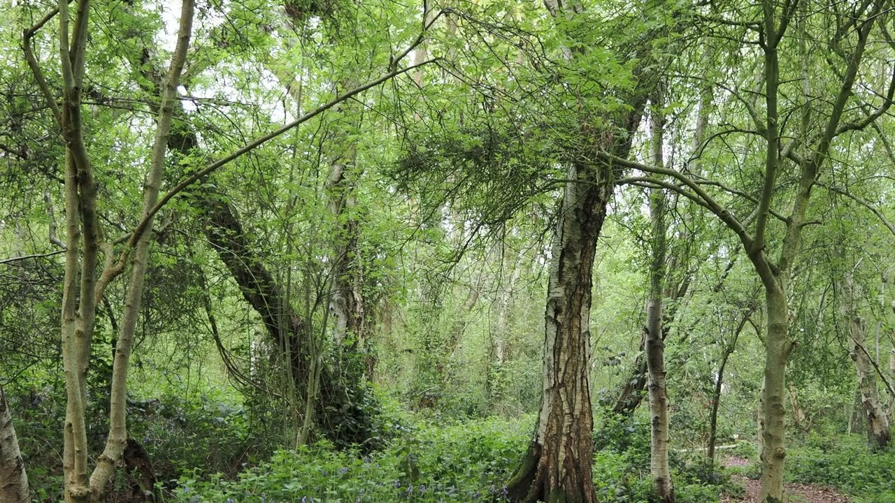 Dawn Chorus at North Cliffe Wood (2025)