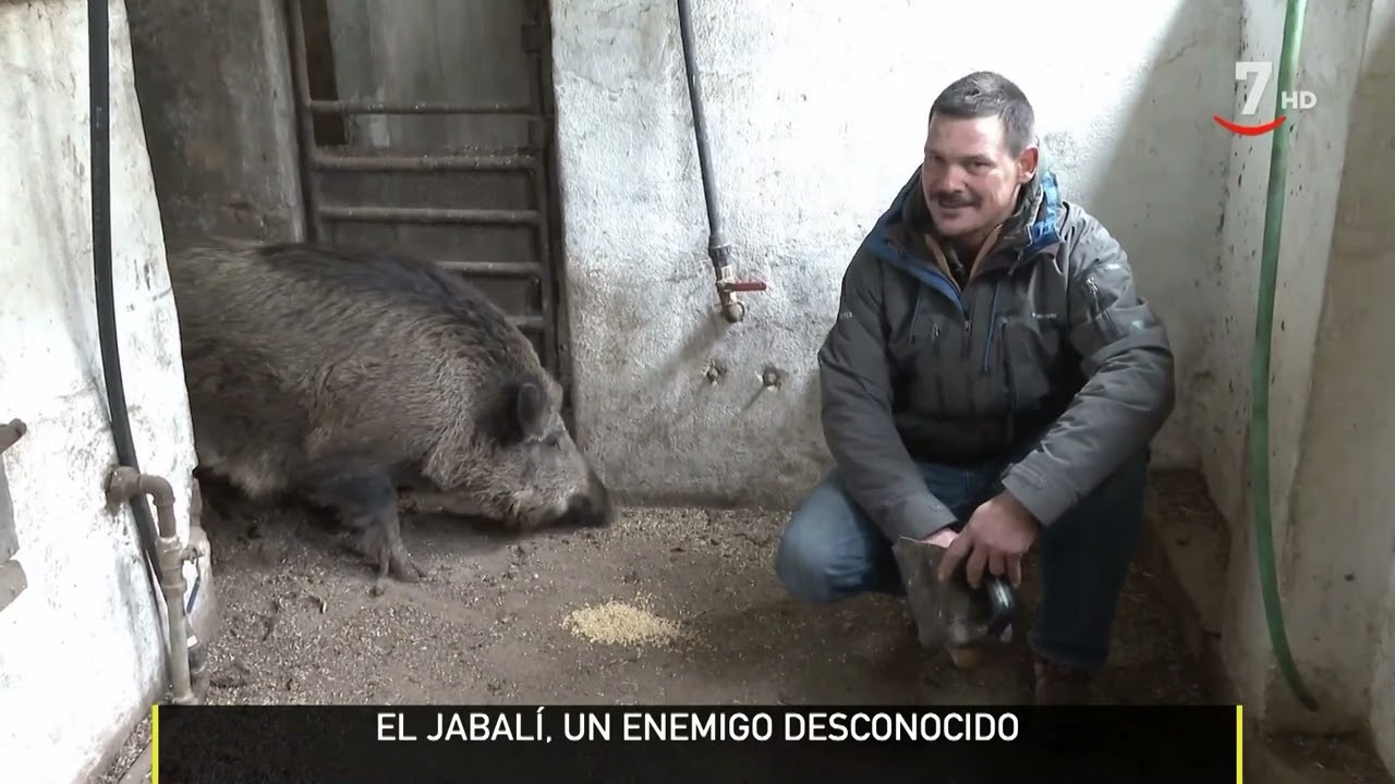 Trucos para evitar el ataque de un jabalí de paseo por el campo | El campo al día
