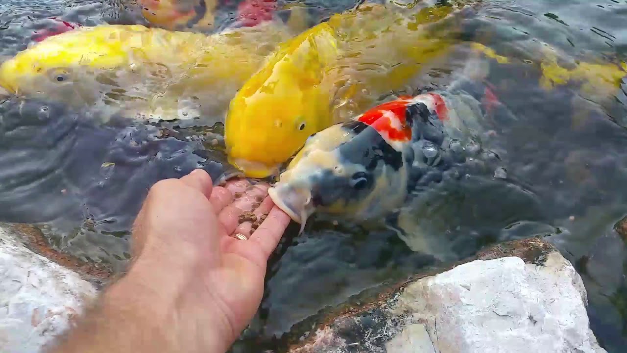 Laghetto koi Mauro