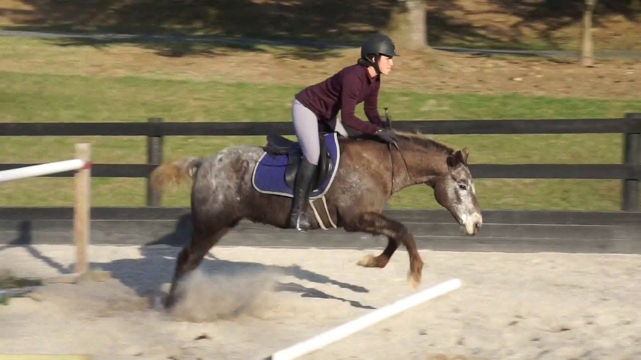 Cody bridleless jumping