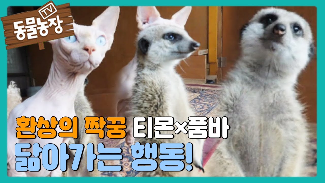 &lsquo;환상의 짝꿍&rsquo; 행동까지 닮아가는 티몬이와 품바! I TV동물농장 (Animal Farm) | SBS Story