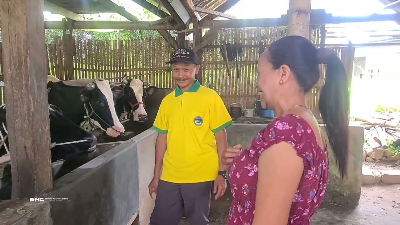 Kisah Sukses Program Gado Sapi UD SAPUTRA JAYA:4 Tahun Perjuangan Berbuah Sapi Sendiri!