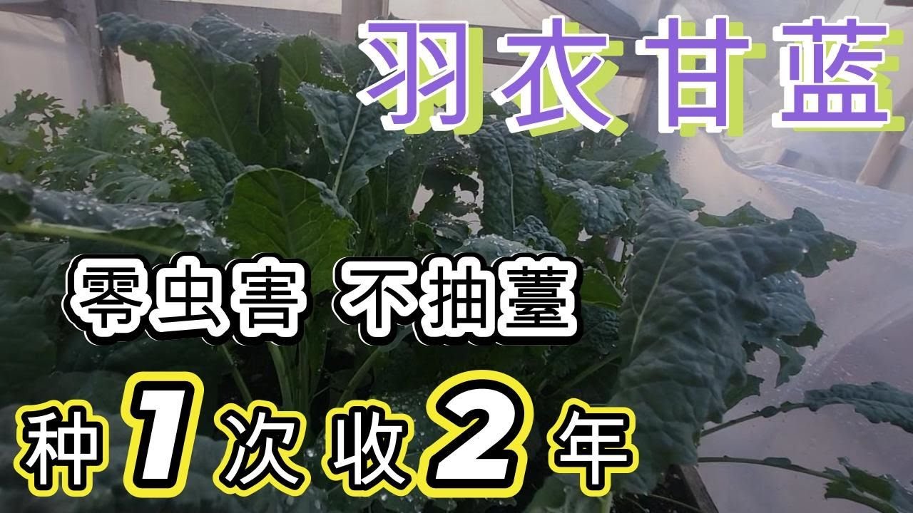 超级食物🥬羽衣甘蓝种植全过程😘像我这样种🌱没虫害🥰不抽薹🥢How to grow kale like mine 🐛NO PESTS /NOT BOLTING #kale #howto  #grow