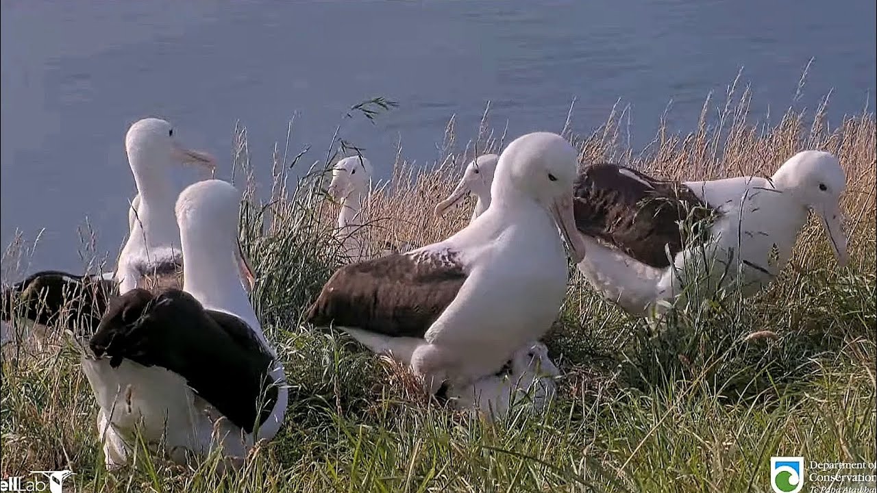 Royal Albatross - What a party at Plateau ! BOK❤️ and her little chick are watching non-breeders 💕