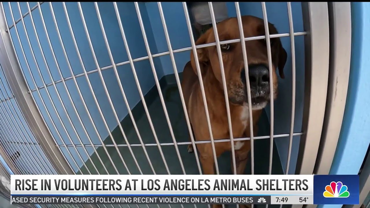 Rise in volunteers at Los Angeles animal shelters