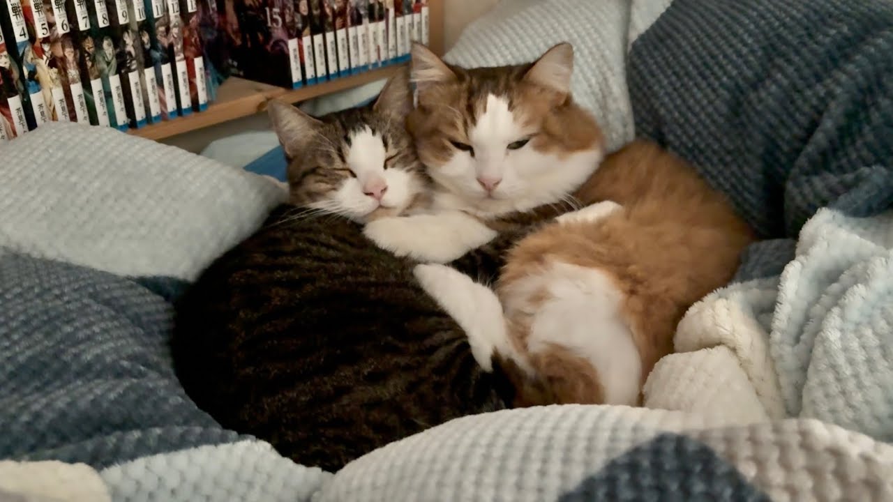 袋を見た時だけ凶暴になる温厚な猫とやられたらやり返す甘えん坊な猫