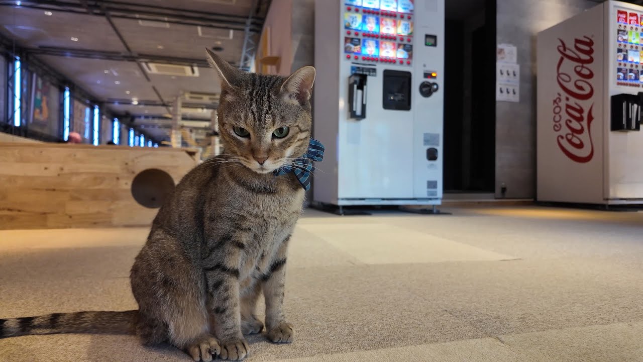 A surprisingly clean cat cafe in Tokyo, 🐈 MOFF Akihabara