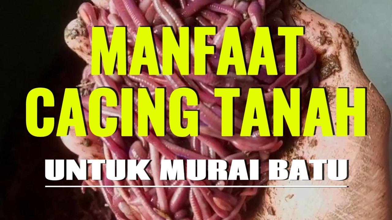 MANFAAT CACING TANAH BAIK UNTUK MURAI BATU