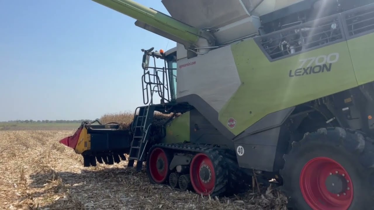 Trebbiatura mais Dekalb 2024 - Claas Lexion 7700 vs Case 7250