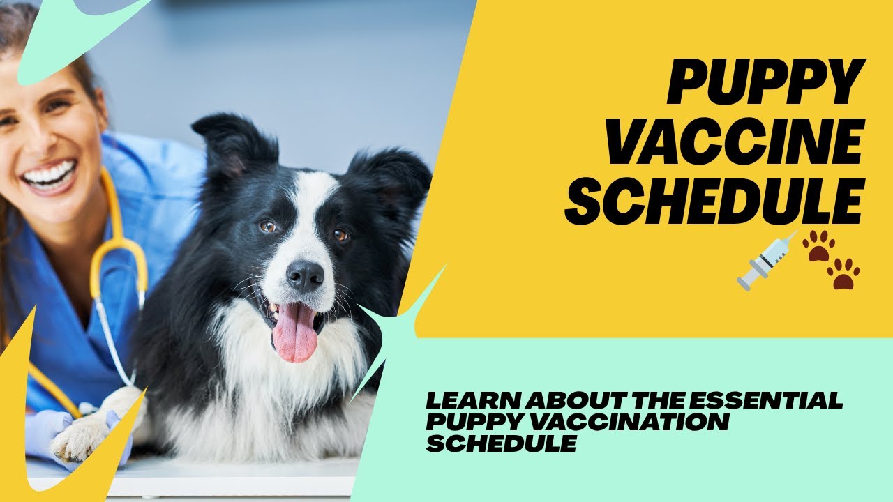 New Puppy Owner? Follow This Essential Vaccination Schedule!