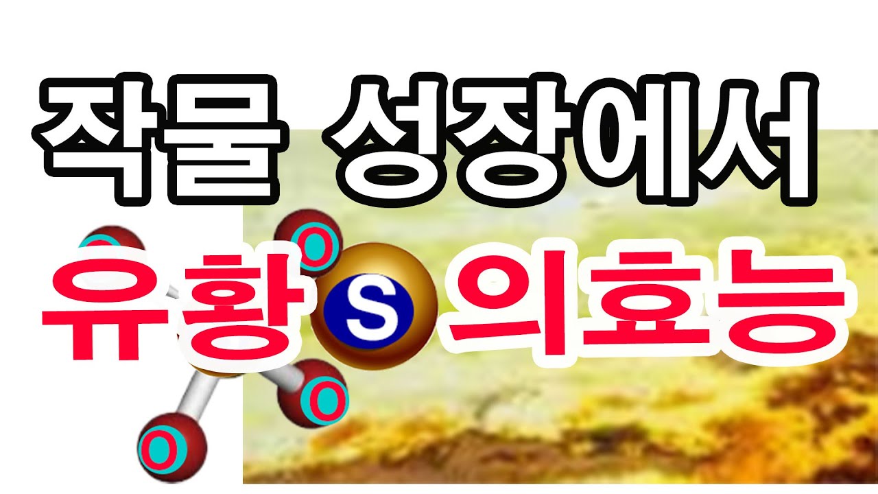 작물 성장에서 유황의 효능 쉽게 설명드립니다- 비료 강의, 유황 또는 황이라고 불리는 비료의 다량요소에 속하는 유황비료 작물에서는 어떤 기능을 하는지 설명들비니다.