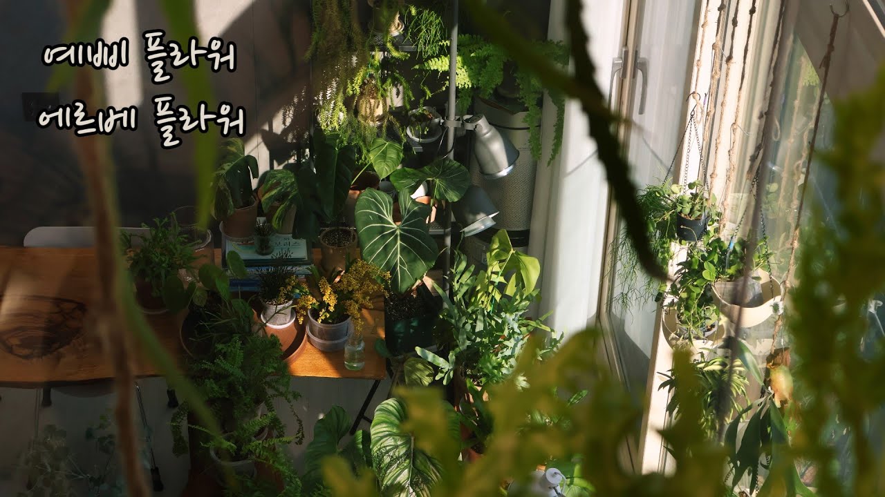 예삐  플라워, 에르베 플라워 아울렛 다녀오기/ 구매한 새식물  사랑초,  립살리스 롱헤어, 트라이앵글, 뽀빠이,  삭소롬, 달빛고사리