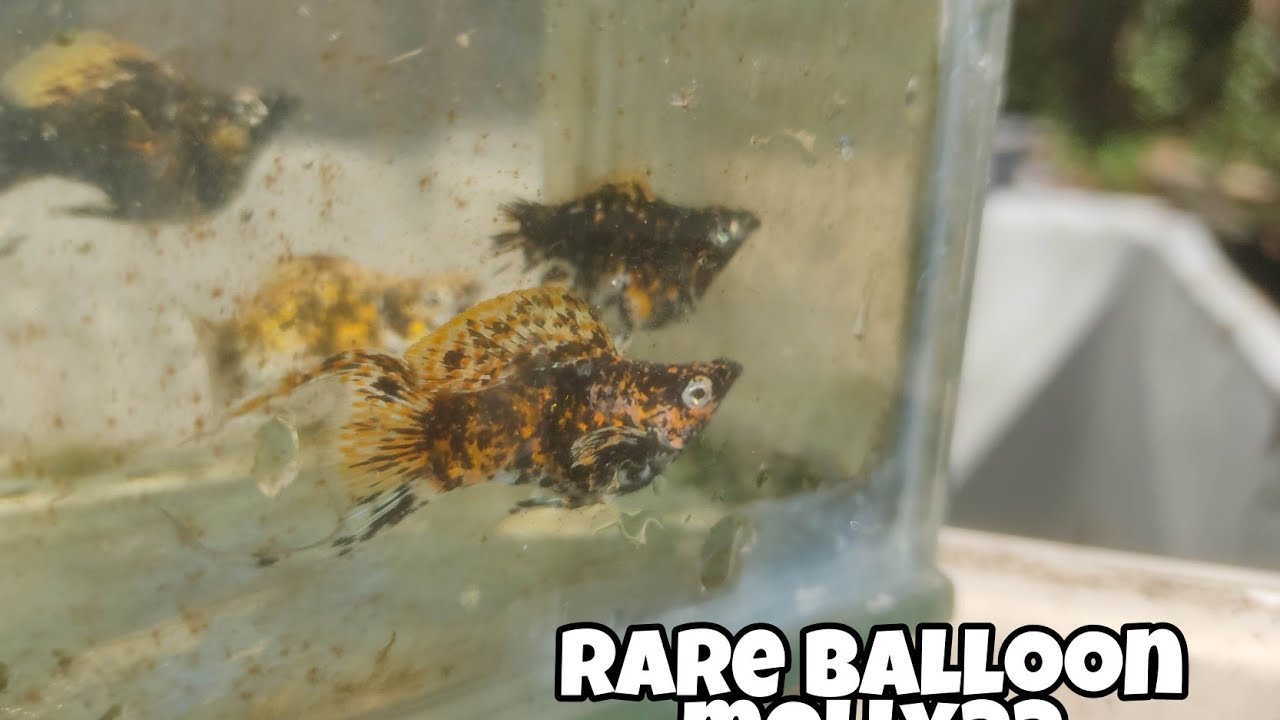My Balloon molly breeders | Rare balloon molly