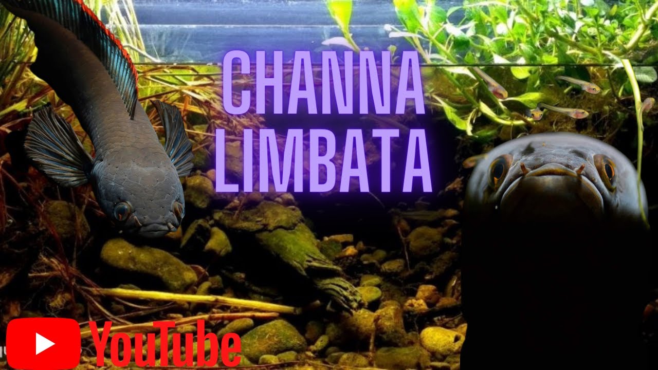 Cüce Yılanbaş Akvaryumu - Channa Limbata- Kurulum, Bakım