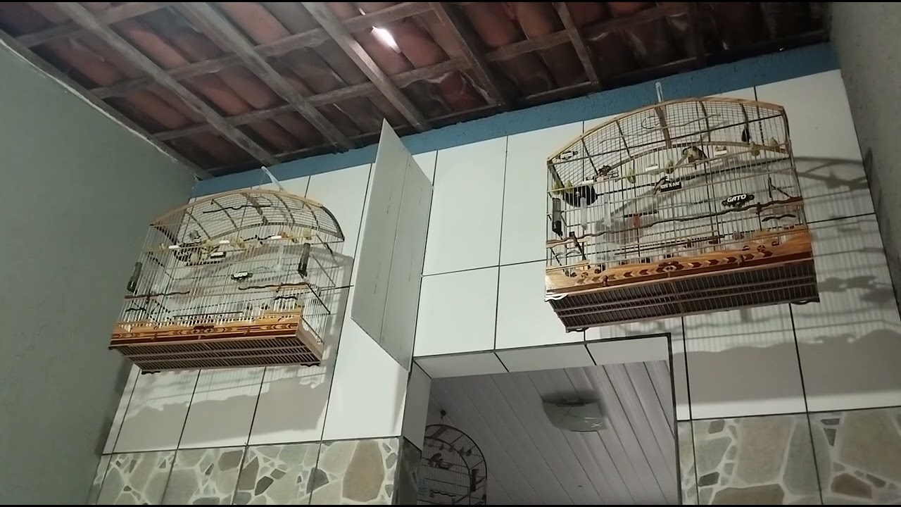Sibite lampião e menino de ouro as melodia 🐥🐤🐥🐤