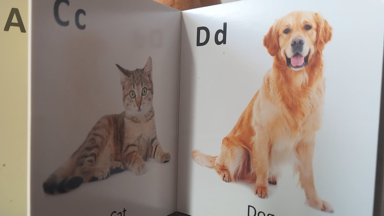 Learning ALPHABET ABC.