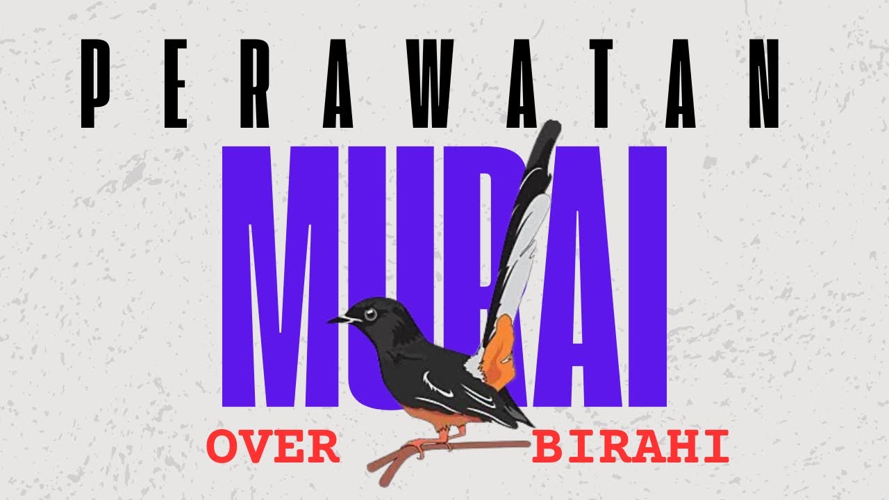 Perawatan Murai Batu Over Birahi, Jangan Sampai Salah Penanganan ‼️