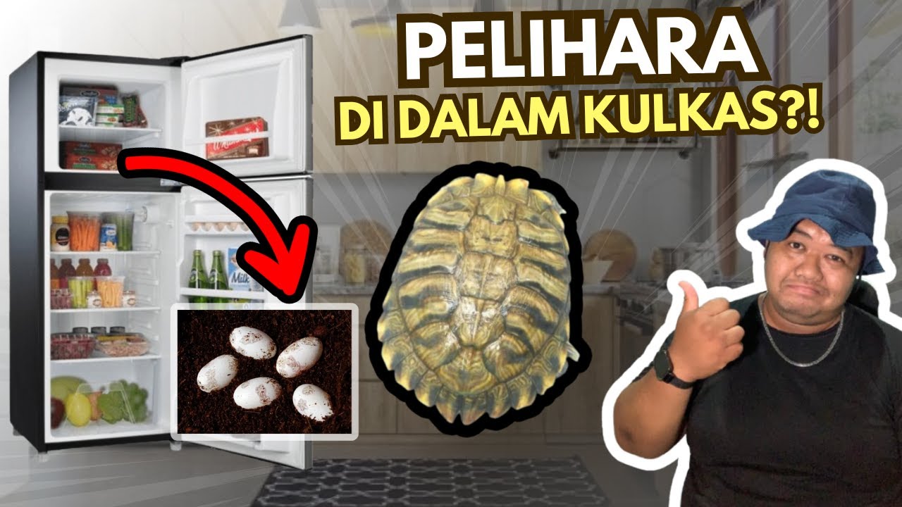 Peternak UNIK Kura-kura Brazil yang SUKSES!! (with @QudriGlanzsOfficial )
