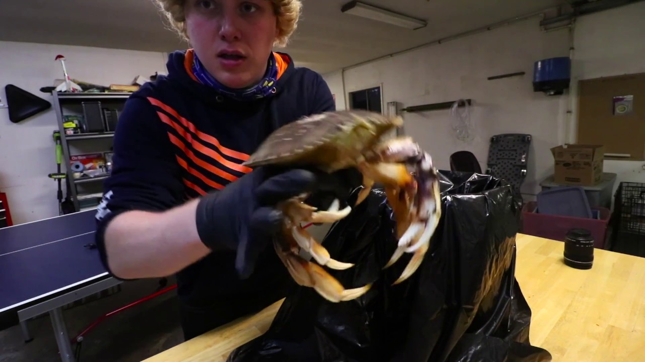 How To Clean Live Dungeness Crab (Quick and Easy)
