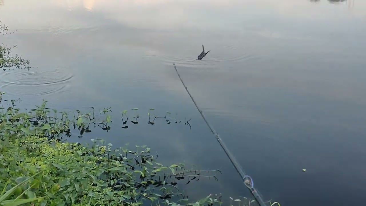 SNAKEHEAD FISHING PHILIPPINES....QUICKIE AFTERNOON CASTING.... #snakeheadfishingphilippines