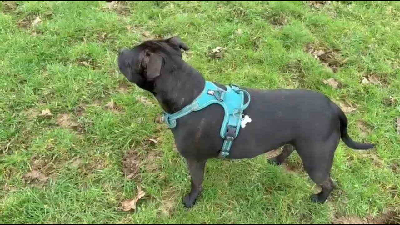 1 March 2026. HE GOT SOAKED. MUDDY BOOTS. SOGGY WET WALK. I WILL BE GLAD WHEN THIS RAIN STOPS.