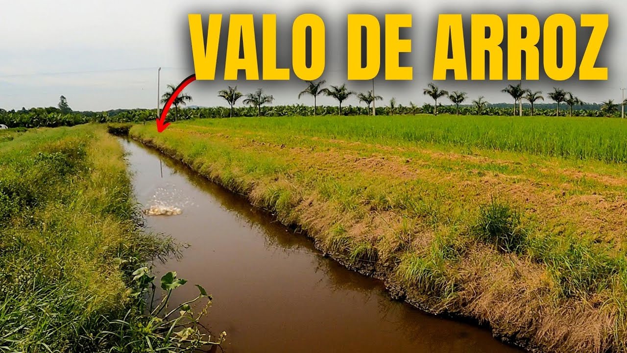 O SEGREDO PARA NAO PERDER TRAÍRAS ESTA NA TROCA DE ISCA - Pescaria em Valo de Arrozeira