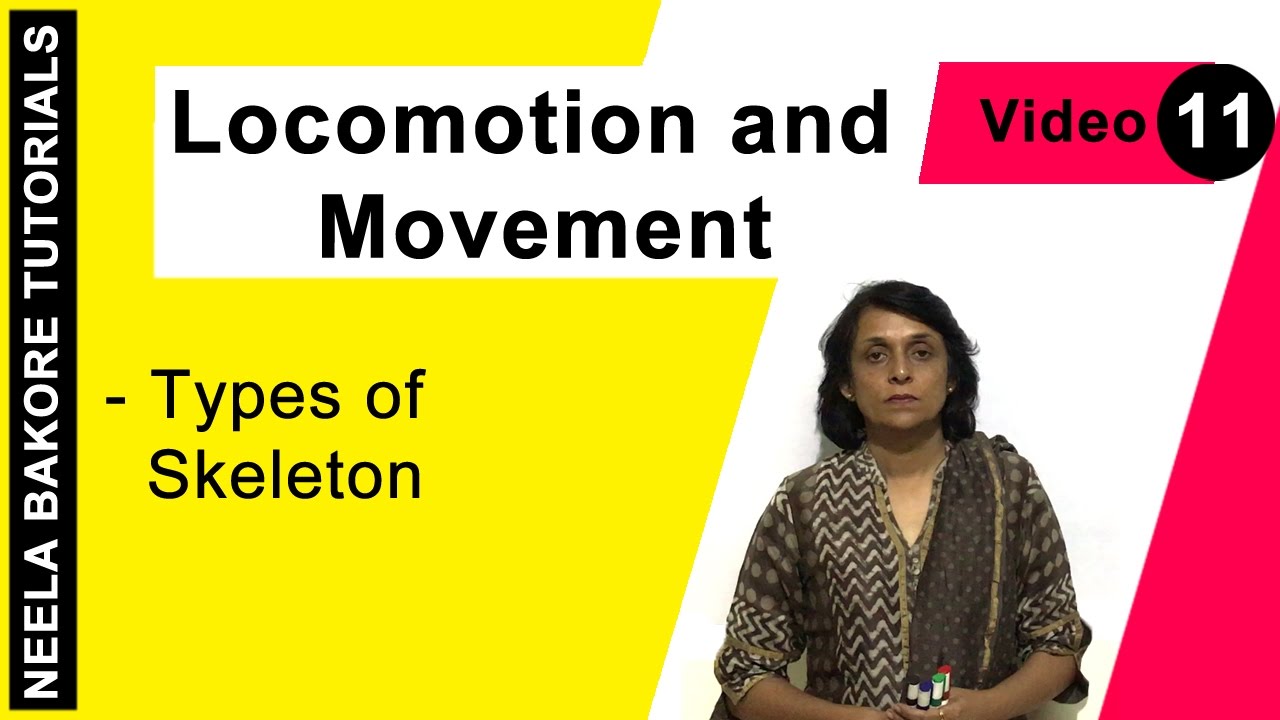 Locomotion and Movement | NEET | Types of Skeleton | Neela Bakore Tutorials