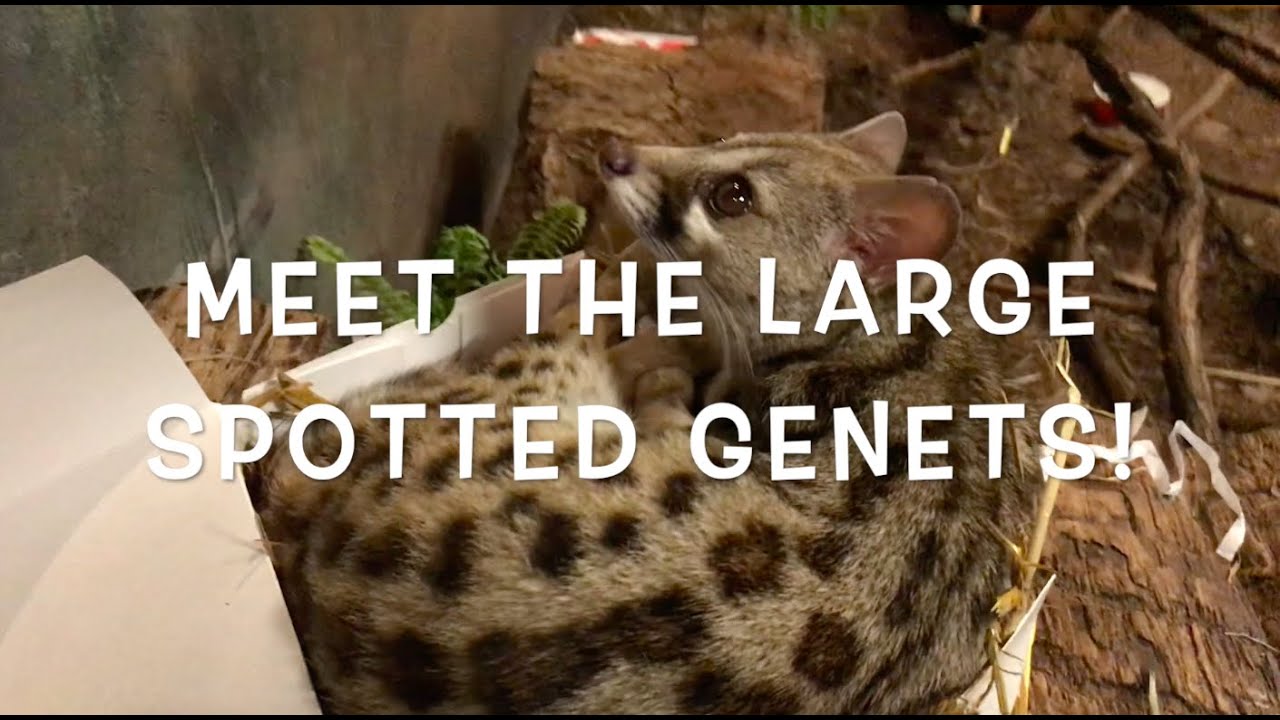 What's Moo at the Zoo? - Large Spotted Genet