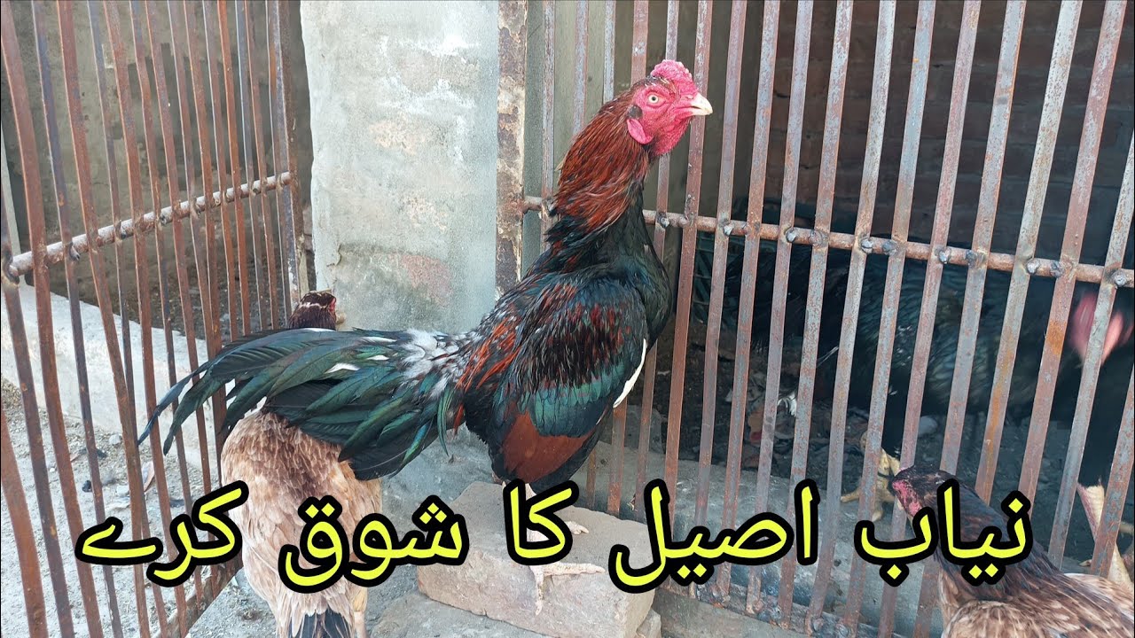 Nayaab Aseel bird ka Shoq Karen/High quality Amroha breeder pair @Fahadamiraseelfarm 