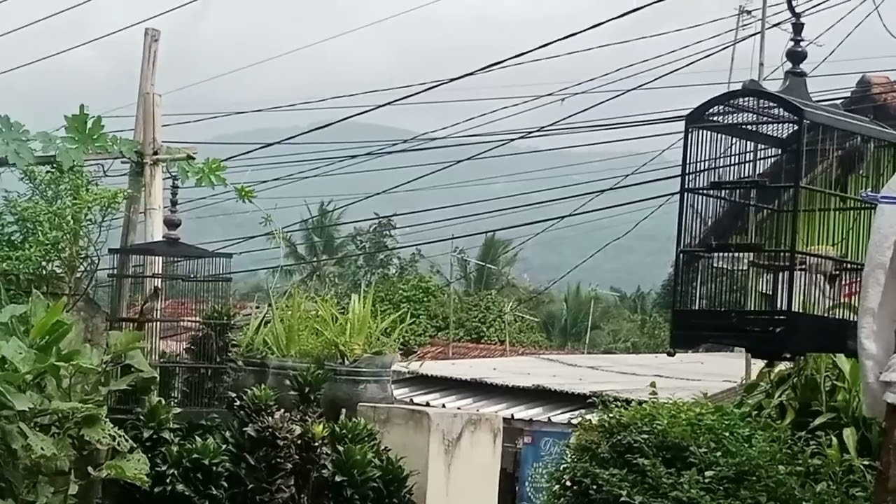 Kutilang vs Cucak Wilis (Rengganis)