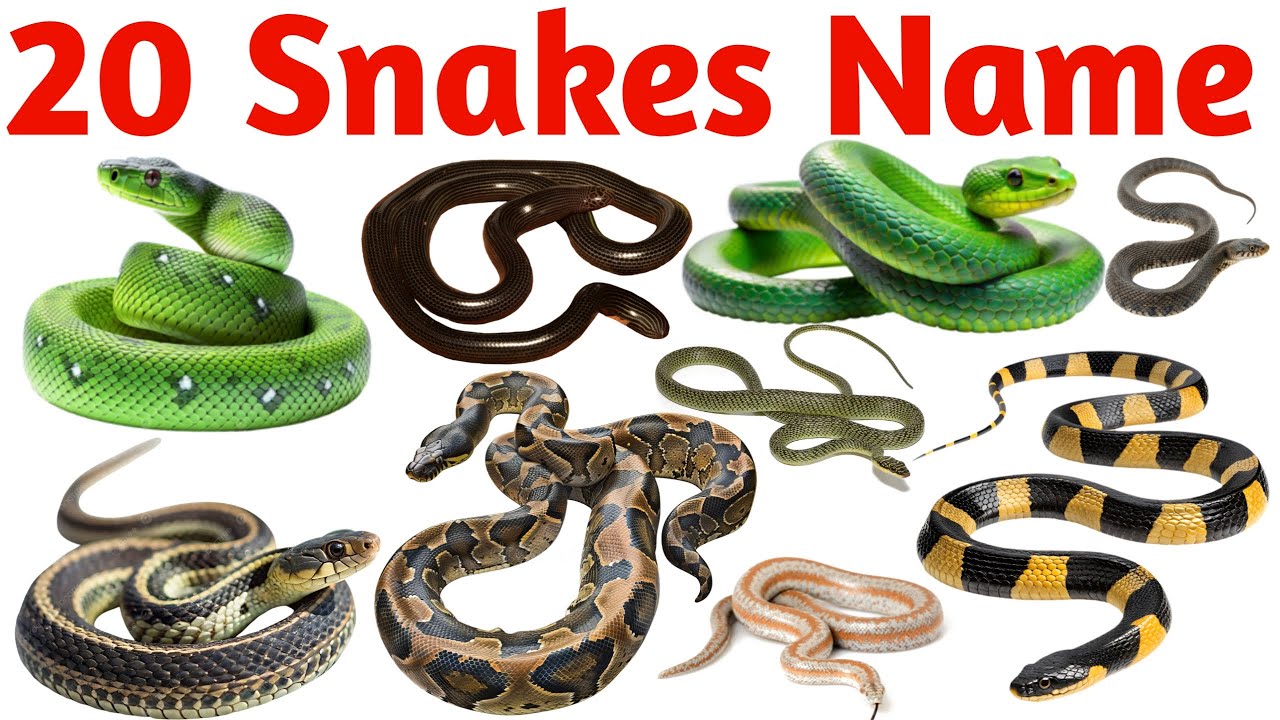 20 Snake Names in English for Kids | Learn Snake Species with Pictures and Facts | Reptiles Video