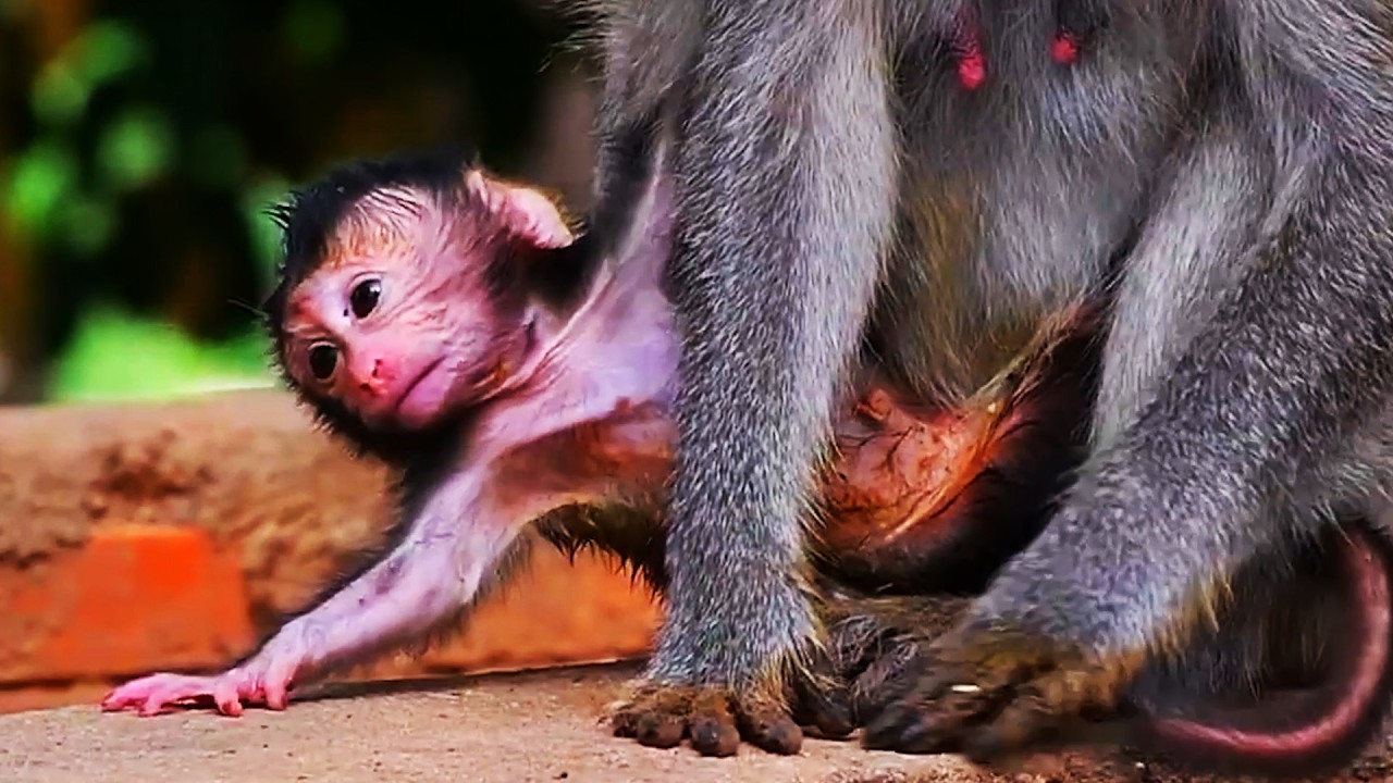 Adorable Wildlife 2026, Lovely Moments Of Baby Monkey With Mommy
