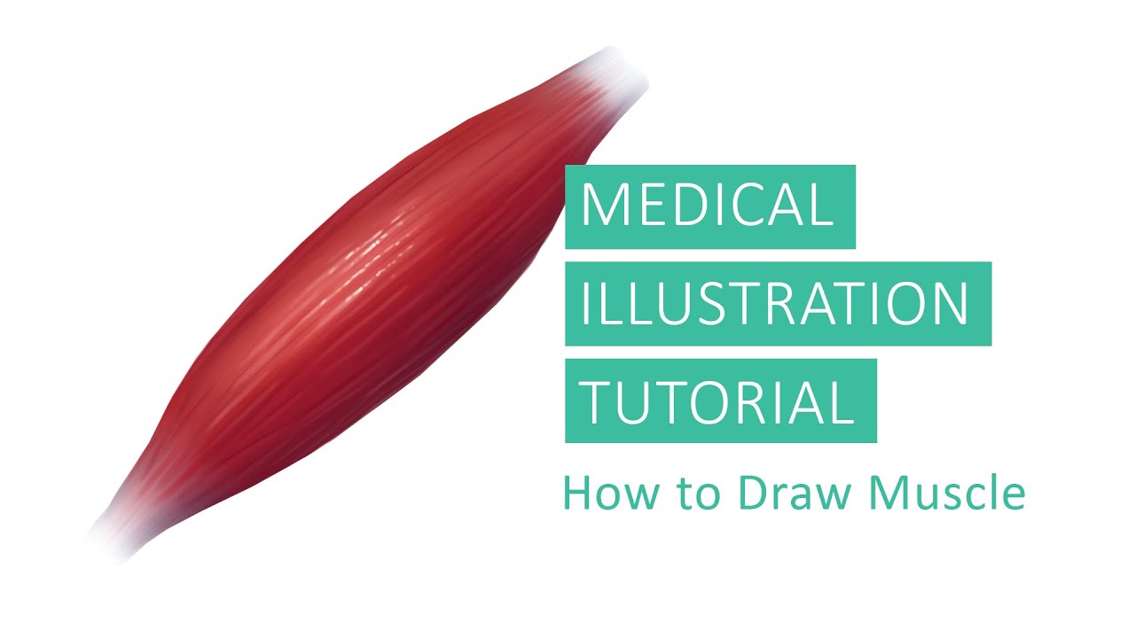 Medical Illustration Tutorial How to Draw Muscles in Adobe Photoshop