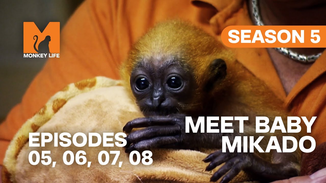 The Park's Newest Addition in Monkey Life | S05 E05, 06, 07 & 08 | Full Episodes
