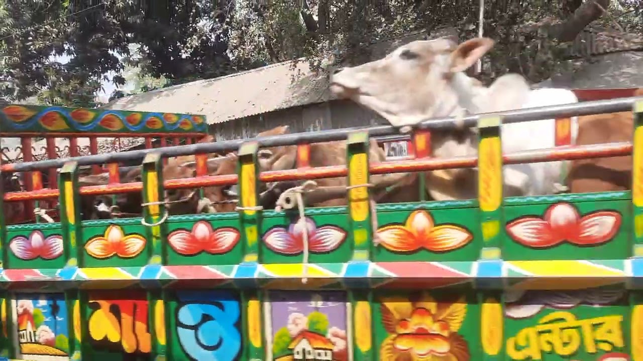 শুক্রবারের হাটে গরুর আমদানি দেখুন। গ্যাস লাইন, উল্লাপাড়া, সিরাজগঞ্জ। ১৩/০২/২০২৬
