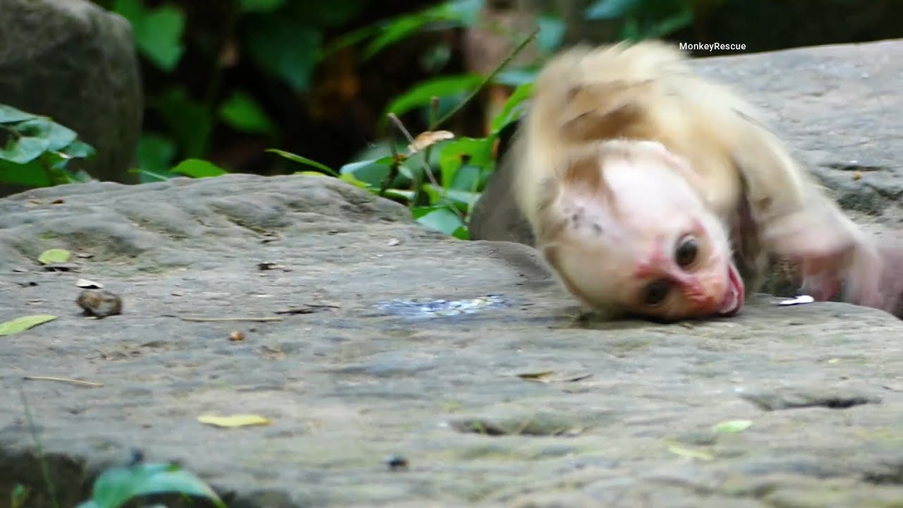Rose girl friend att@cked poor Lucy to escape male monkey, Lucy got m@ltreated by b@d female monkey
