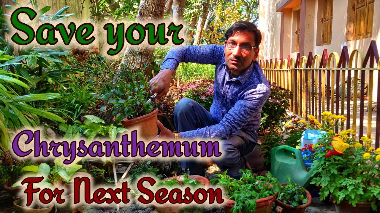 6 Tips to Save your Chrysanthemum for the Next Seasion