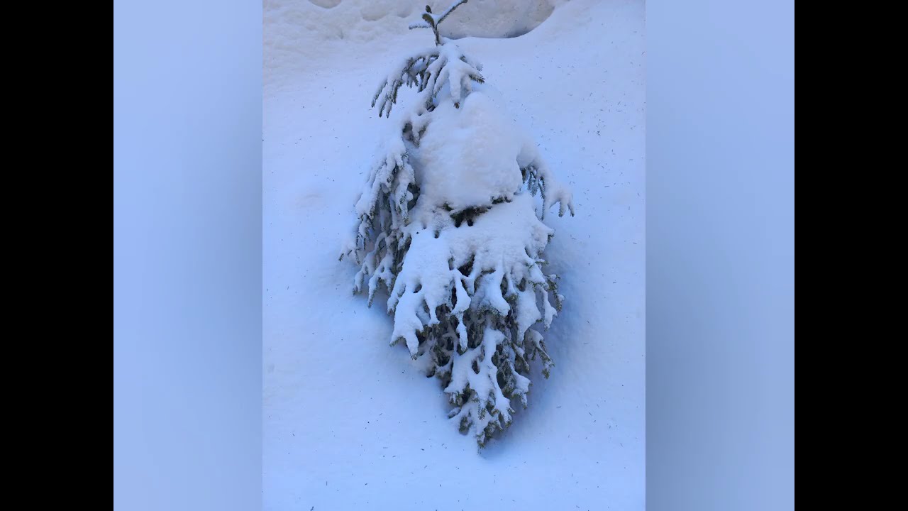 Сквозь снег, по перешейку к лугу Мунцель (из Палтиниша)