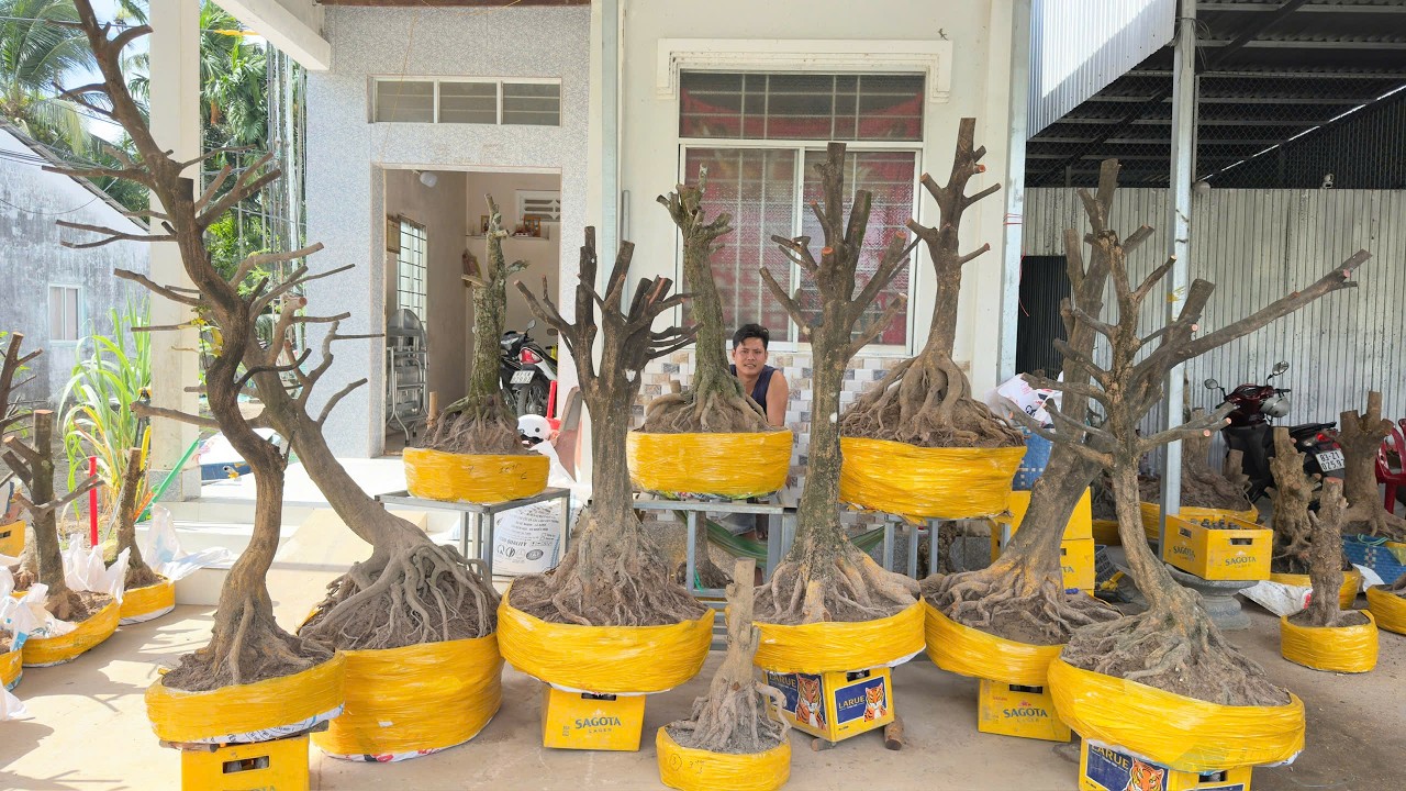 PHÔI MAI TỨ QUÝ ngày 10/O3/2O26 (#O377886760 CÓ)- PHÔI MAI VÀNG -  @bonsai Can Tho