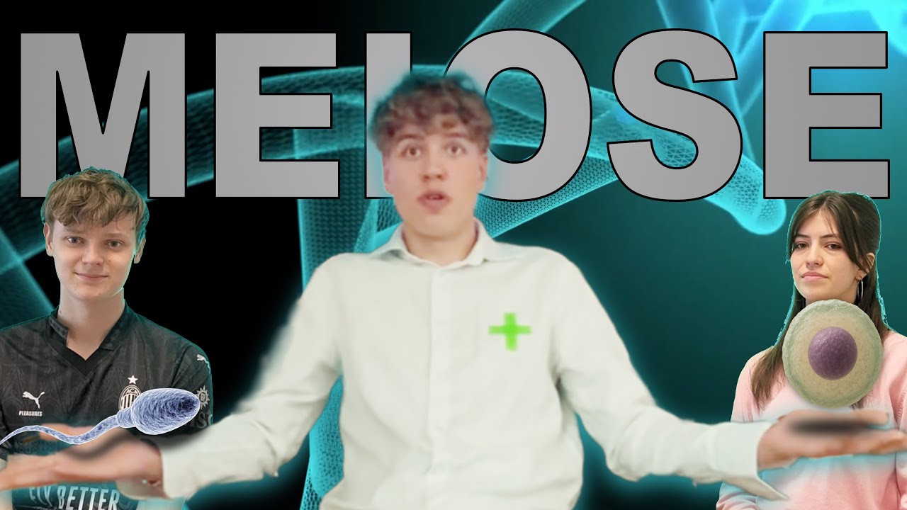 Was ist eigentlich Meiose (im vergleich zu Mitose)