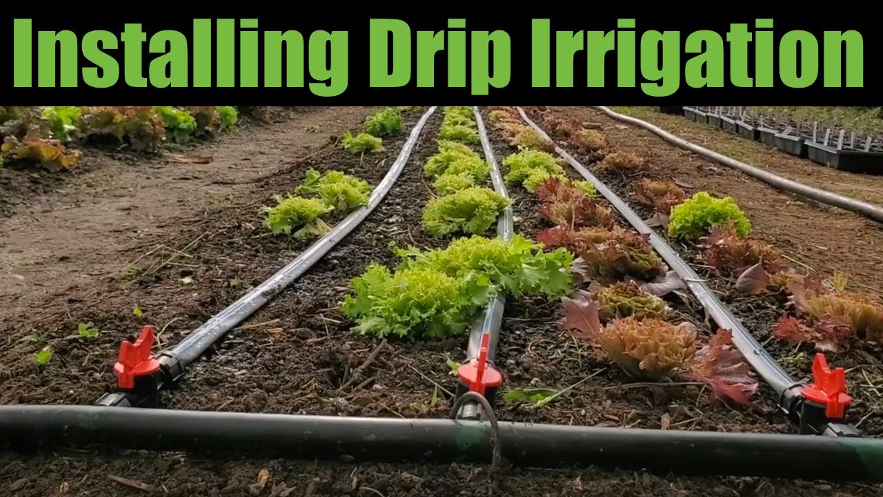 Installing Drip Irrigation Kit from Berry Hill Irrigation
