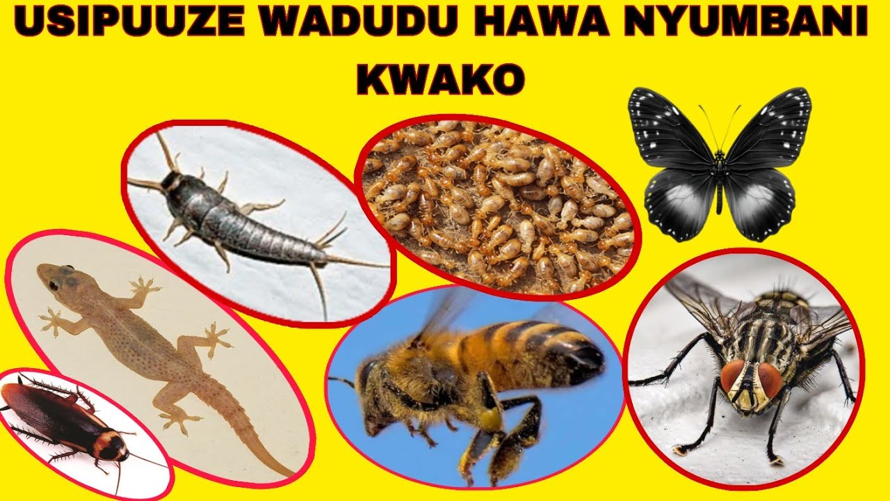 Ukiona WADUDU HAWA NYUMBANI USIPUUZE! WANALETA NGUVU YA UMASIKINI 